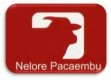 FAZENDA NELORE PACAEMBU